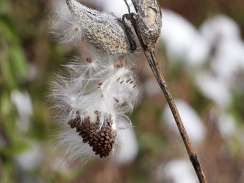 Close-up of white flower plant