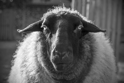 Close-up portrait of a sheep 