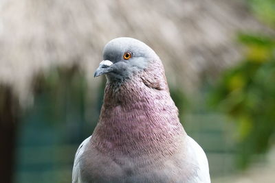 Close-up of pigeon