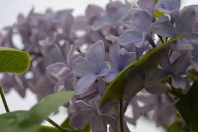 Close-up of flowers