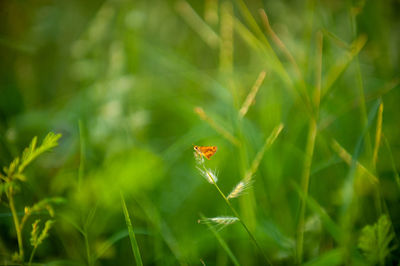 Close-up of butterfly on grass