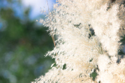 Close-up of cropped plant