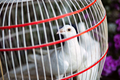 Close-up of bird in cage