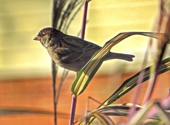 Close-up of bird perching on wall