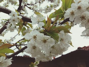 Close-up of white flowers blooming on tree