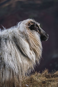 Close-up of monkey looking away