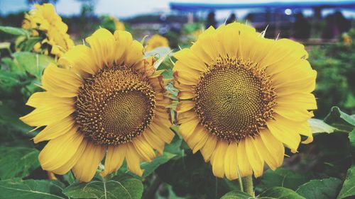 Close-up of sunflower