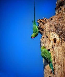 View of parrot on blue sky