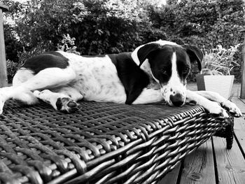 Close-up of a dog resting in basket