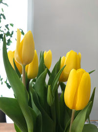 Close-up of yellow tulips