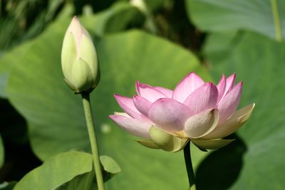 Close-up of lotus water lily in pond