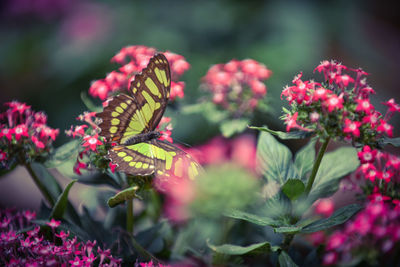 Close-up of butterfly on pink flowers