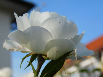 Close-up of white rose