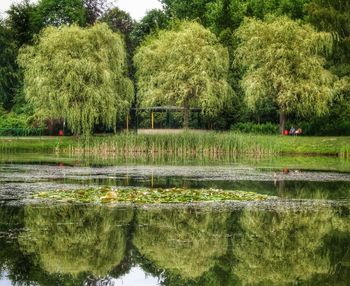 Reflection of trees in pond