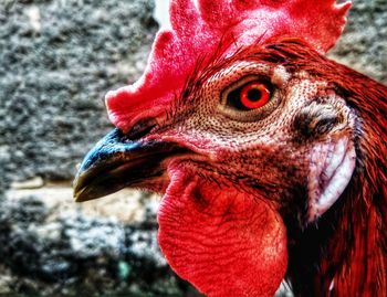 Close-up of a bird