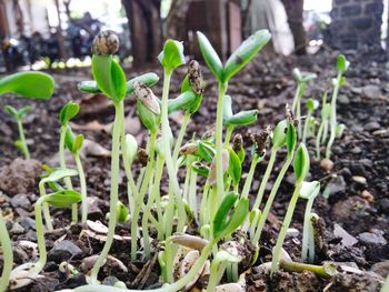 Close-up of plant growing outdoors