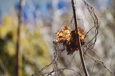 Close-up of dry plant