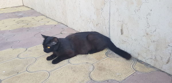 High angle portrait of black cat on footpath against wall