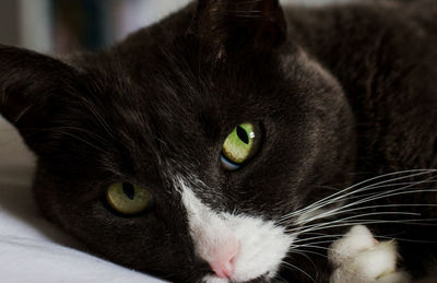 Close-up portrait of cat at home