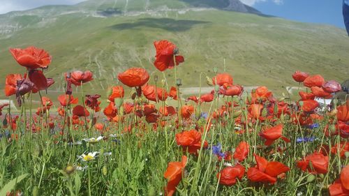 Close-up of poppy flowers on field