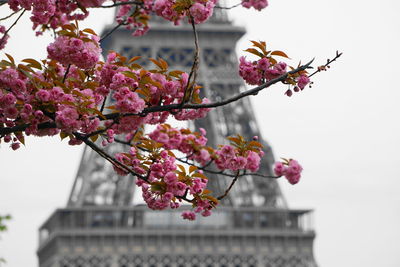 Close-up of pink blossoms against eiffel tower in city