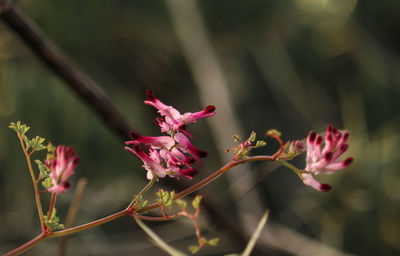 Close-up of pink flowering plant