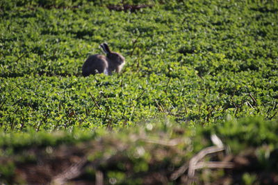 View of a bird on field