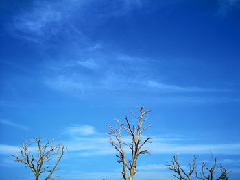 Low angle view of bare tree against blue sky