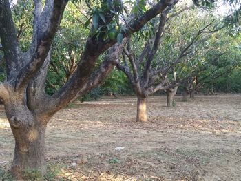 Trees in forest