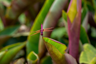 Close-up of dragonfly on leaf