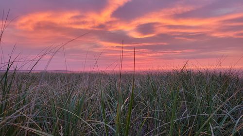 Scenic view of field against sky during sunset