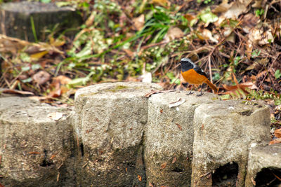 Close-up of bird perching on wood