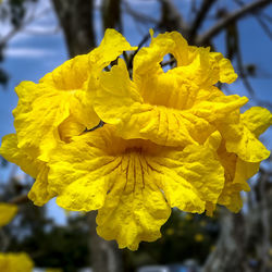 Close-up of yellow flowers