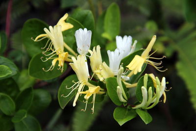 Close-up of flowering plant