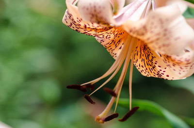 Close-up of butterfly on flower