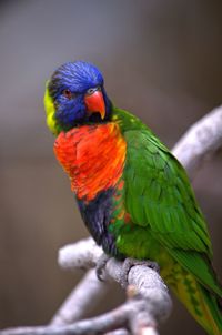 Rainbow lorikeet perching on branch