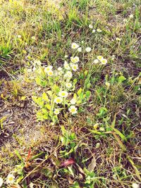 Plants growing on field