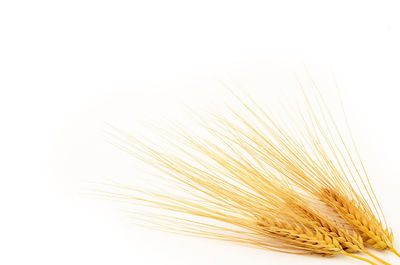 Close-up of wheat against white background