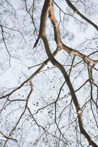 Low angle view of tree branches during winter