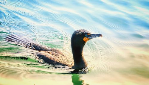 Bird swimming in lake