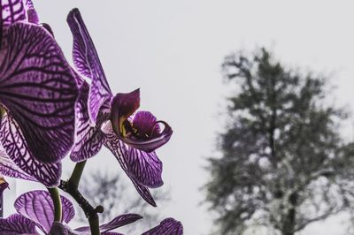 Low angle view of butterfly on purple flower