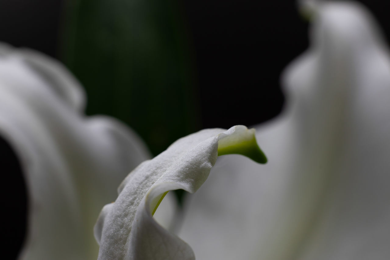 CLOSE-UP OF WHITE FLOWER PLANT