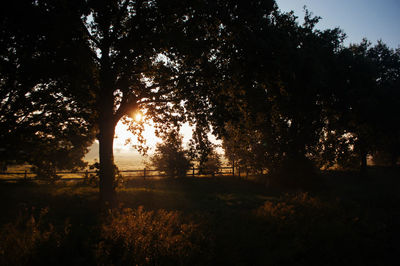 Silhouette trees on field against sky at sunset