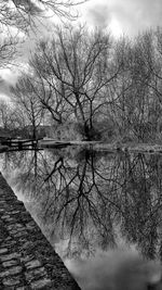 Reflection of trees in water