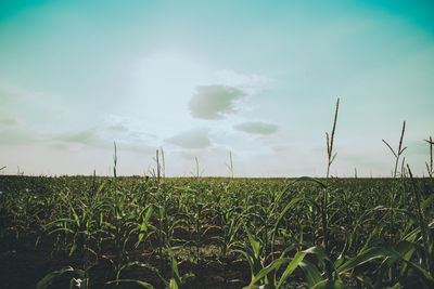 Crops growing on agricultural field against sky during sunny day