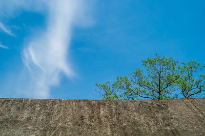 Low angle view of tree against blue sky