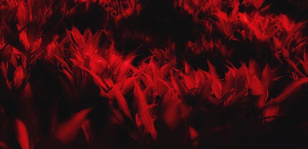 Full frame shot of red rose flower at night