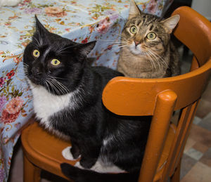 Portrait of cat sitting on chair