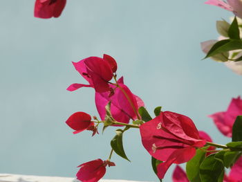 Close-up of red pink rose plant