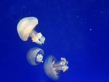 View of jellyfish against blue background